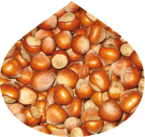 Shelled Hazelnut